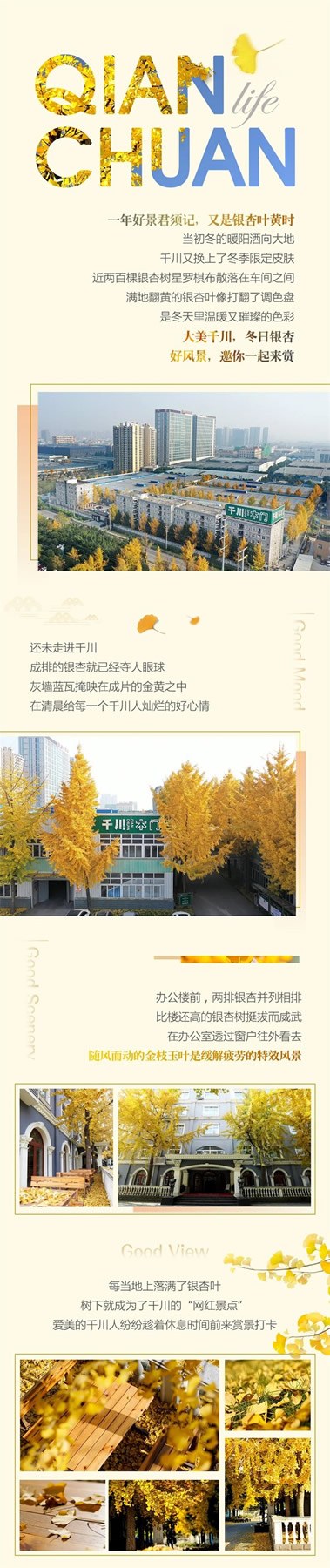 千川木门：冬日“杏”运，邀你一起来赏